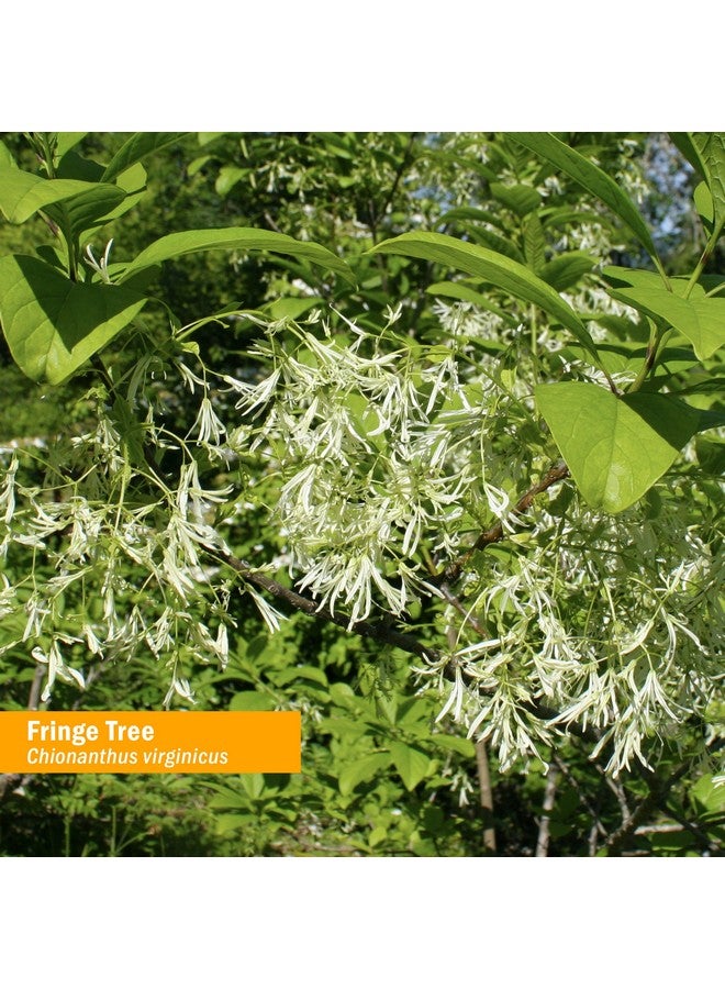 Herb Pharm Fringe Tree Liquid Extract for Digestive System Support - 1 Ounce - Image 2