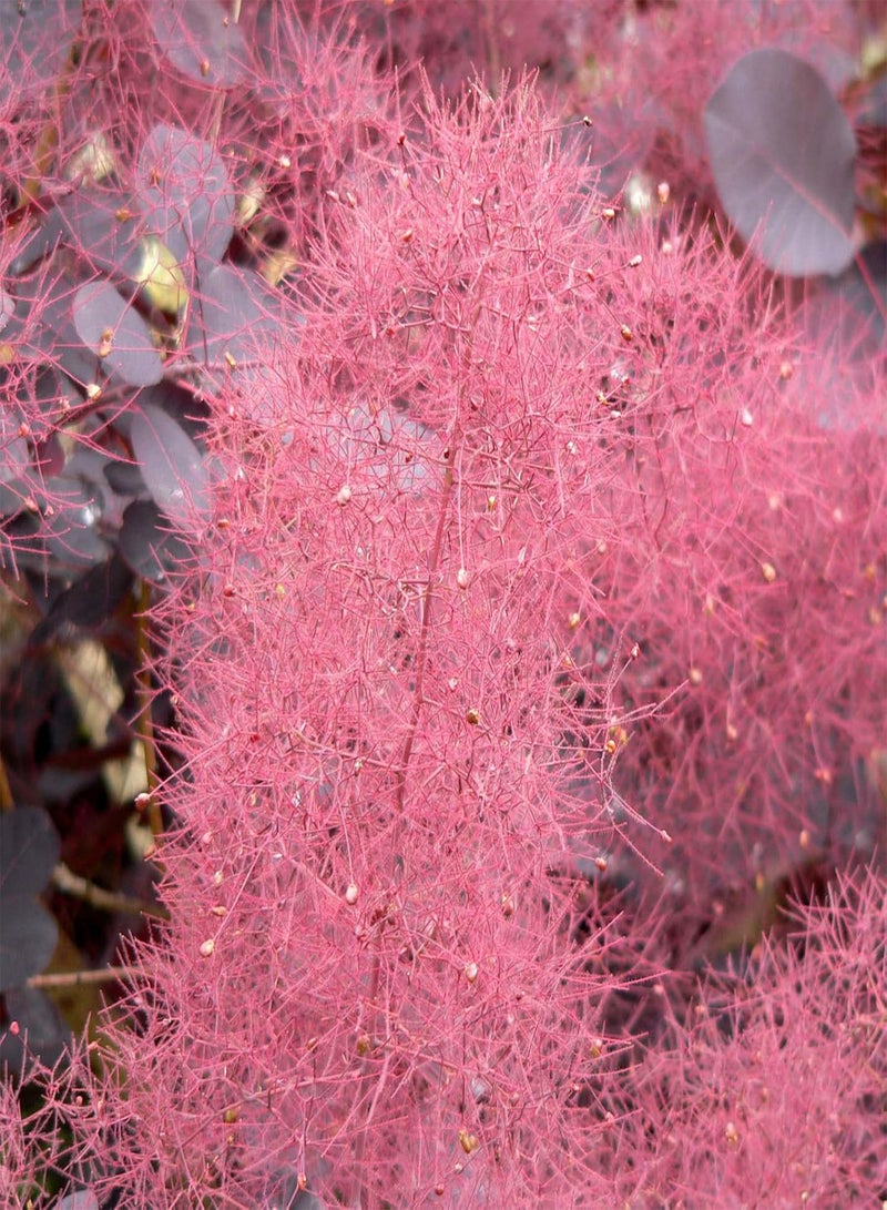 GGOOT Purple Smoketree, Cotinus coggygria atropurpurea,  (Fast Showy, Fall Color) (60)