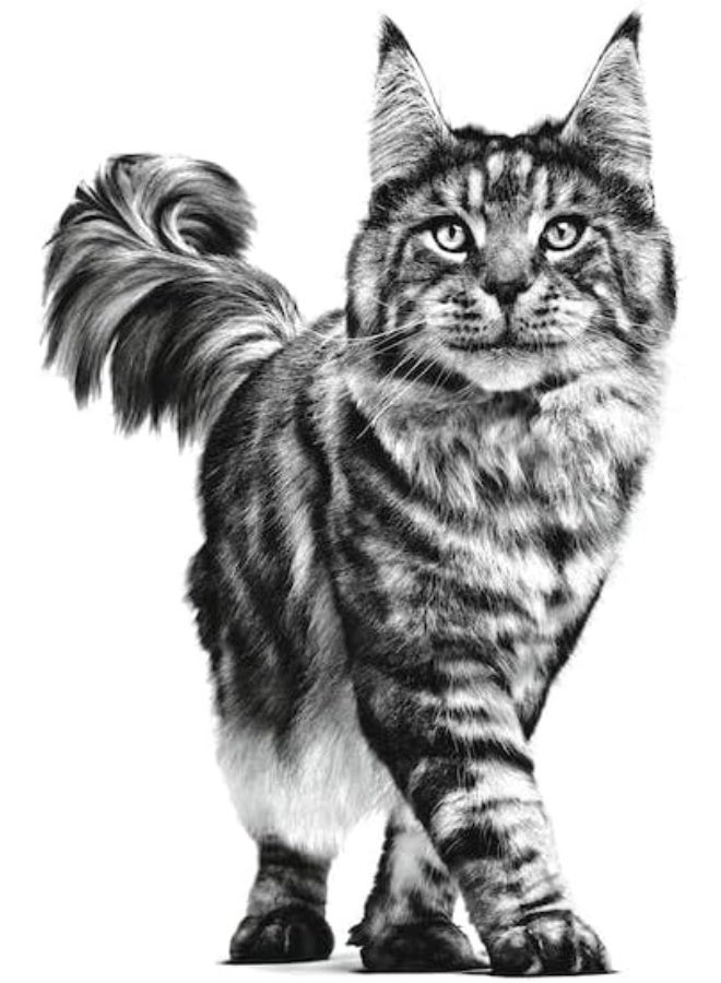 رويال كانين طعام القطط الجاف من رويال كانين، المتخصص في التغذية البيطرية وطب الأسنان. - Image 5