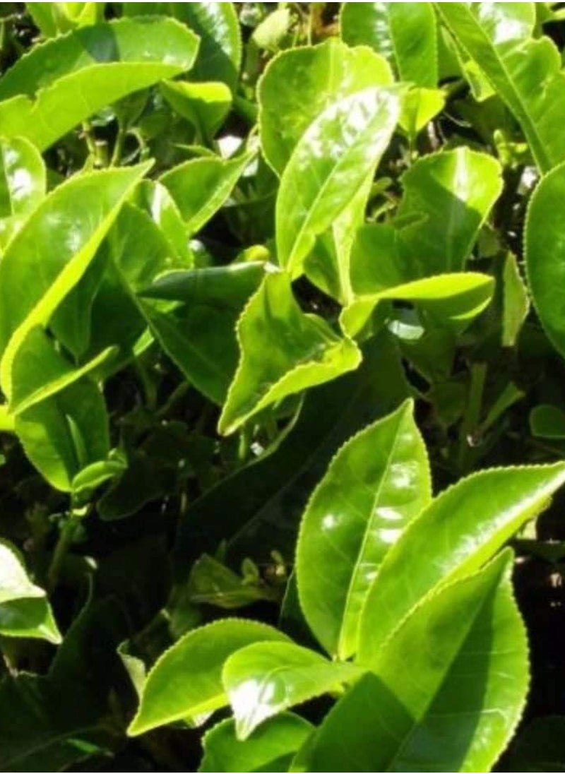 GGOOT - 25PCS Tea Plant Seeds (Camellia Sinensis) Fresh Green Tea Seeds - Image 1