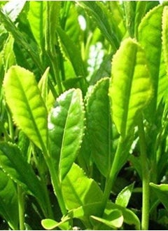 GGOOT 25PCS Tea Plant Seeds (Camellia Sinensis) Fresh Green Tea Seeds  - Image 2
