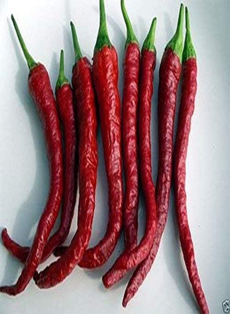 GGOOT (30  Seeds) Famous Indian Paprika -A Must Grow. Very Rare - Image 1
