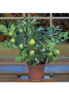 Skycom Nature Care Lemon Plant Hybrid Pack of 1