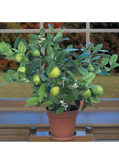 SKYCOM Skycom Nature Care Lemon Plant Hybrid Pack of 1  - Image 1