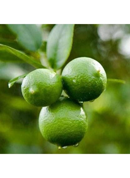 SKYCOM Skycom Nature Care Lemon Plant Hybrid Pack of 1  - Image 2