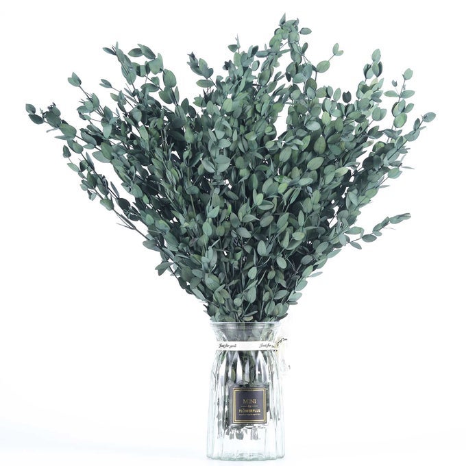 DRIED EUCALYPTUS LEAVES PRESERVED GREENERY STEMS 814 PCS EUCALYPTUS GARLAND BRANCHES 4 OZ GREEN LEAVES PLANT BUNDLE FOR WEDDING WREATH PARTY HOME DECOR VASE FILLER