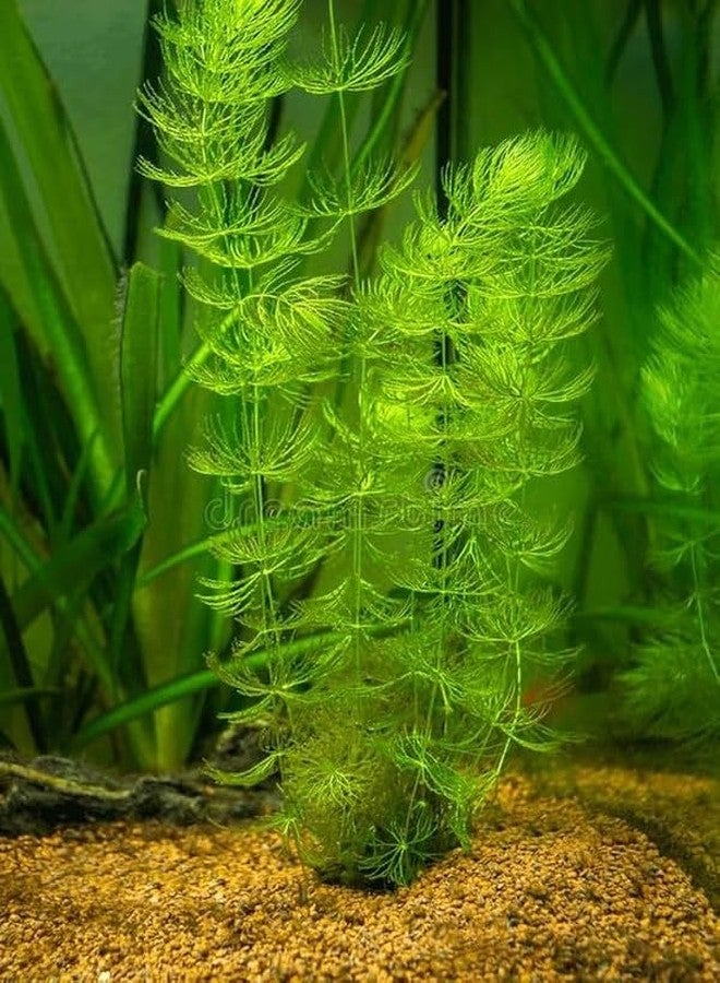 Foxtail water plant (Pack of 12) - Image 1