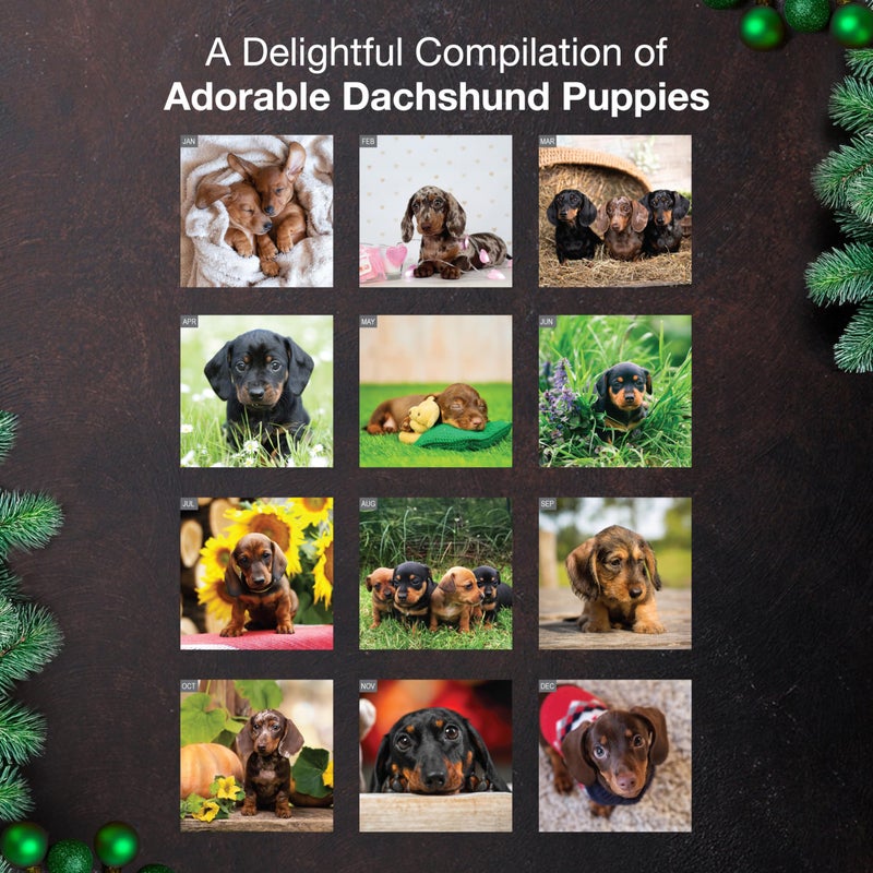 MICASA PRESS Dachshund Puppies 2026 Wall Calendar 12 Month | 12" x 24" Open | Thick & Sturdy Paper | Holiday Gift | Cute Puppy Weiner Dog Calendar 2026 - Image 3