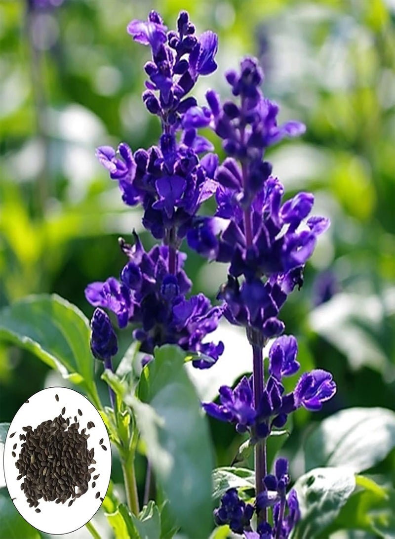 جي جوت 100 قطعة لكل كيس من بذور زهرة المريمية، عبوة بذور سهلة النمو للحديقة، معمرة، مزهرة جيدًا، بذور زهرة المريمية الزرقاء للفناء، مقاس واحد - Image 2