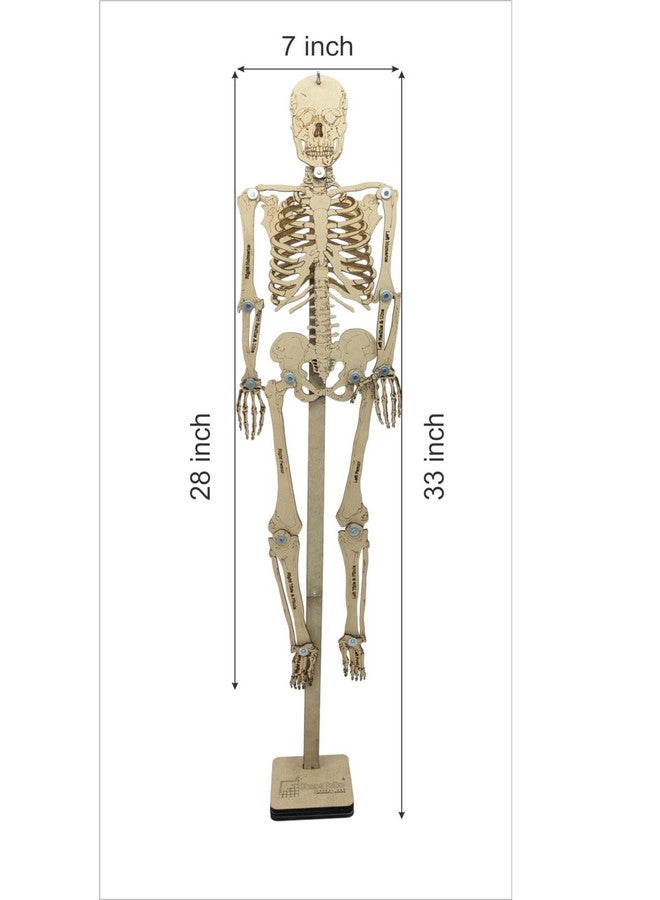 StepsToDo DIY Wooden Human Skeleton Making Learning kit for Students. Human Bones STEM Explorer Kit. Skeleton Building Set. Skeletal Science Kit
