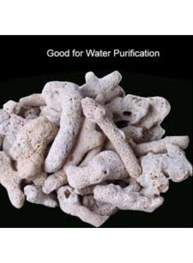 Coral Zhiyang  Coral 500g Box - Image 5