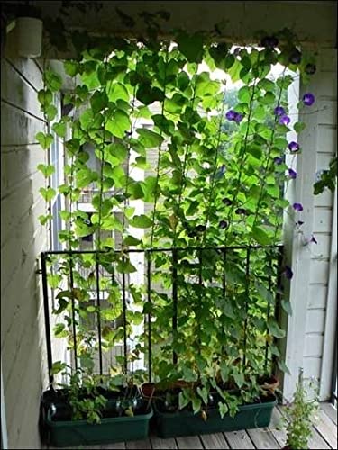 Kabi Aggro Garden Net for Creeper Plant Climbing Support Net, 8 x 48 Feet Used in Terrace, Shade, Roof for Tomato Vegetable Flowers and Other Plants Growth Supporting - Image 2