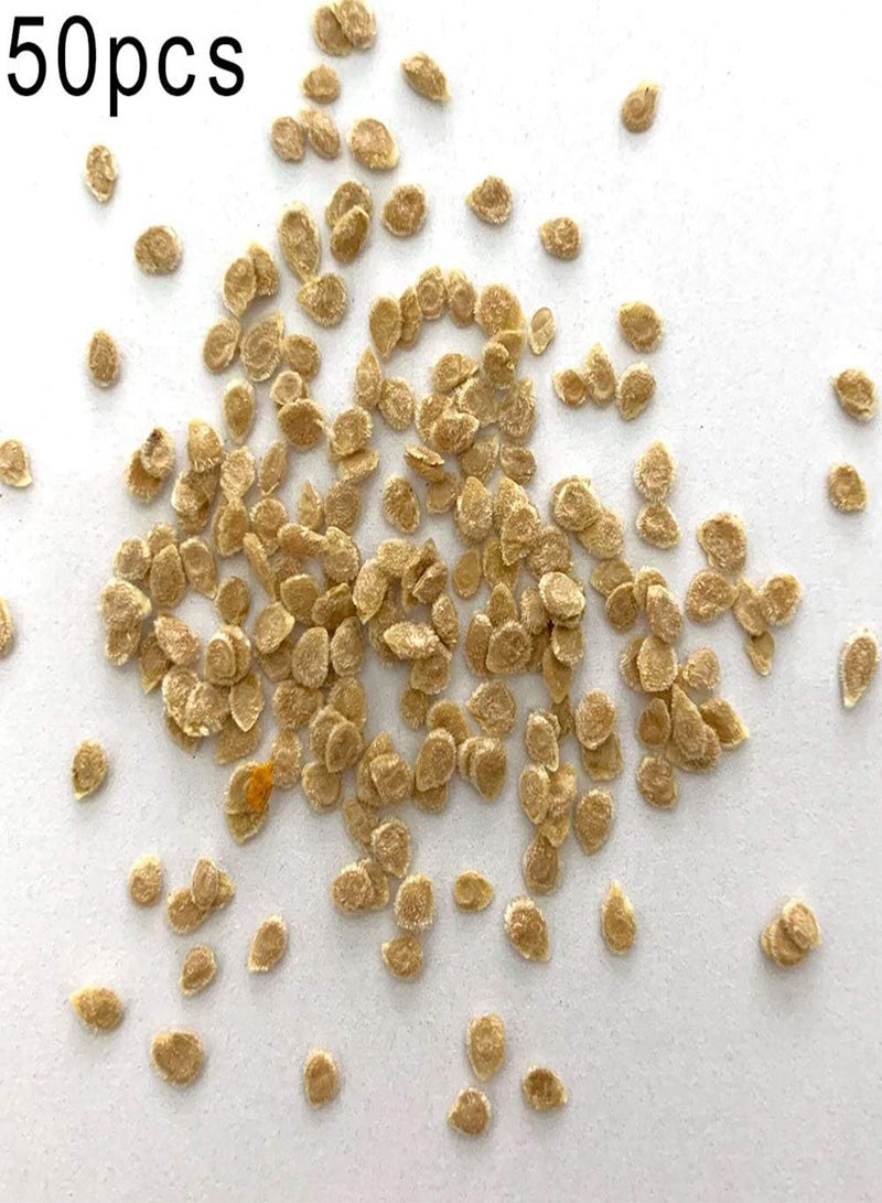 جي جوت 50 قطعة من بذور الطماطم الكمثرى الصفراء، نباتات بونساي للحديقة، نباتات تغذية نباتية لذيذة للزراعة في الحديقة أو الفناء أو في الهواء الطلق، 50 قطعة - Image 2