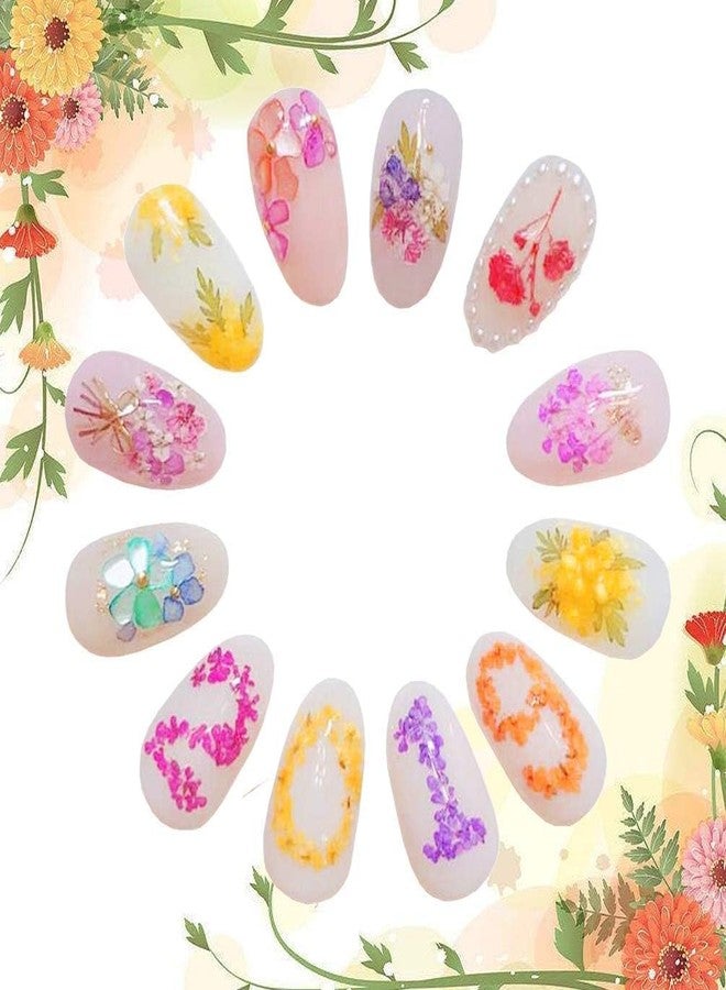 Brille Bee 12 Colors Dried Flowers for Nail Art, Dry Flowers Mini Real Natural Flowers Nail Art Supplies 3D Applique Nail Decoration Sticker Decor - Image 5