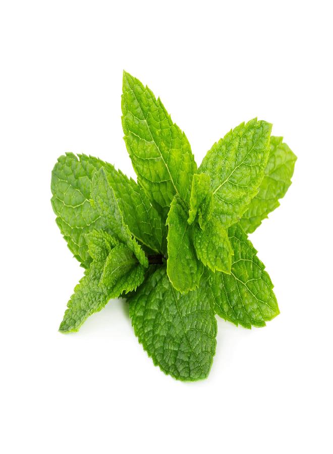 Essentially KateS Peppermint Essential Oil 4 oz. with Huge Glass Bottle, Glass Dropper, and Sprayer. Detailed User's Guide E-Book. Skin Care, Garden Care, and Hair Care. - Image 5