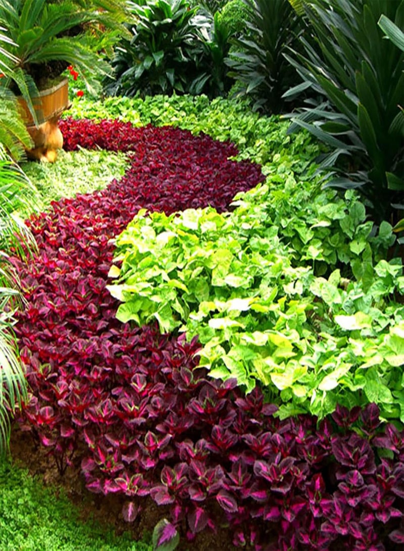 GGOOT 200Pcs/Bag Coleus seeds Perennial Produce Mixed Color Natural Solenostemon Scutellarioides Garden seeds Coleus seeds - Image 4