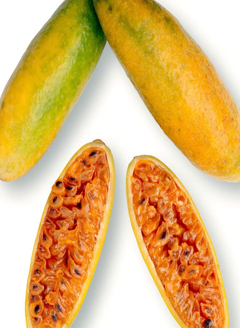 جي جوت 20 قطعة/كيس من بذور الموز والباشن فروت، نباتات طبيعية سهلة الزراعة في المناخ الاستوائي، بذور بونساي للحديقة والشرفة، الموز والباشن فروت - Image 5