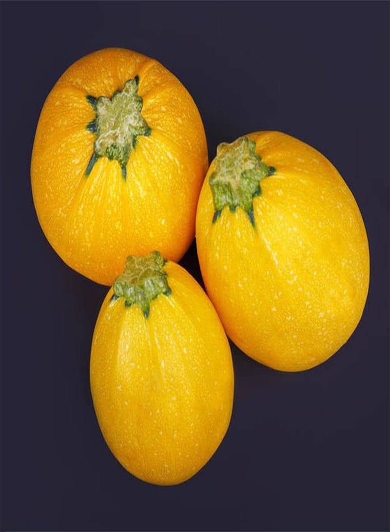 جي جوت 50 قطعة من بذور الكوسة، خضراوات صفراء جذابة كروية الشكل مزروعة في حديقة خارجية، ديكور فريد من نوعه للحدائق - Image 1