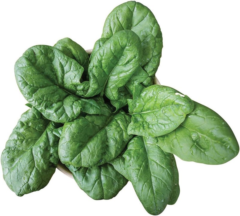 Burpee بذور سبانخ بيربي برسيوس 250 بذور - Image 1