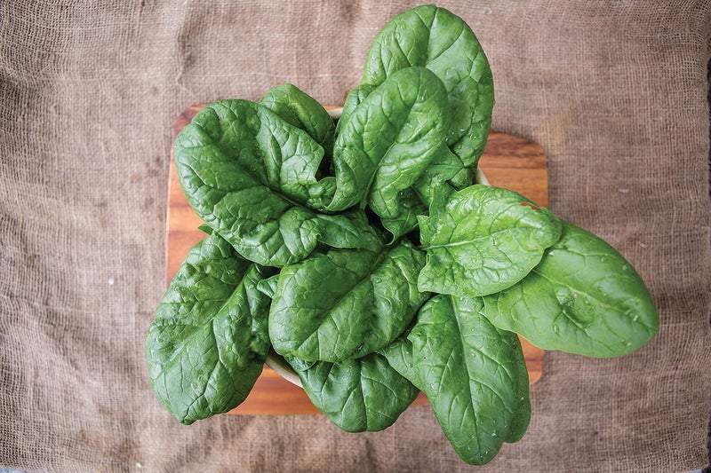 Burpee بذور سبانخ بيربي برسيوس 250 بذور - Image 2