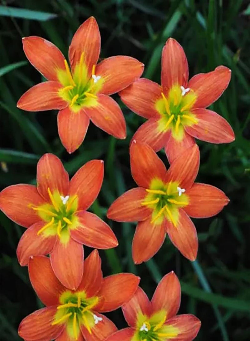 GGOOT 6pcs Oranje zephyranthes bollen Bonsai bloemen buitenplanten natuurlijke groei potplanten Interesse toevoegen en sier geschikt voor Beginners - Image 2