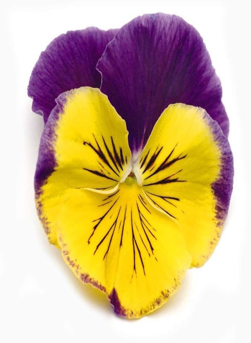 جي جوت بذور زهور غريبة نادرة، أنواع زهور البنفسج - 50 لونًا، بذور لتزيين الحدائق