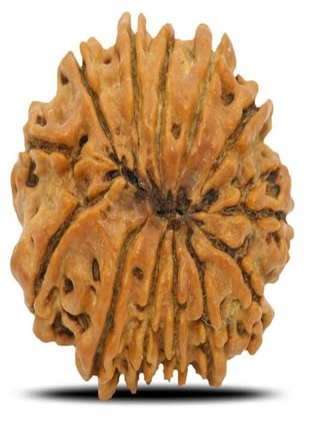 TRINETRA GEMS Stone Superb 13 Mukhi Rudraksha Nepali Beads IGL Lab Certified Genuine Thirteen Face Rudraksha for Make Pendant Real तेरह मुखी रुद्राक्ष Turnk Beads Terah Mukhi Rudraksha for Men - Image 2