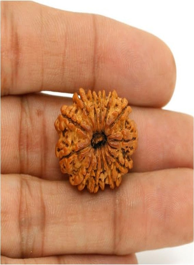 TRINETRA GEMS Stone Superb 13 Mukhi Rudraksha Nepali Beads IGL Lab Certified Genuine Thirteen Face Rudraksha for Make Pendant Real तेरह मुखी रुद्राक्ष Turnk Beads Terah Mukhi Rudraksha for Men - Image 3