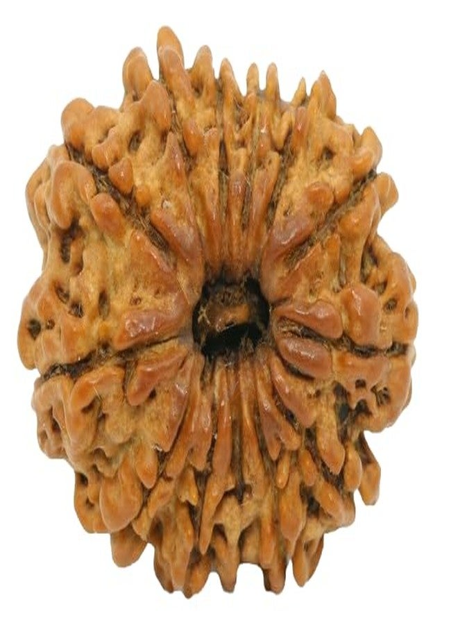 TRINETRA GEMS Stone Superb 13 Mukhi Rudraksha Nepali Beads IGL Lab Certified Genuine Thirteen Face Rudraksha for Make Pendant Real तेरह मुखी रुद्राक्ष Turnk Beads Terah Mukhi Rudraksha for Men - Image 1