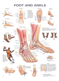 Foot and Ankle Anatomical Chart 