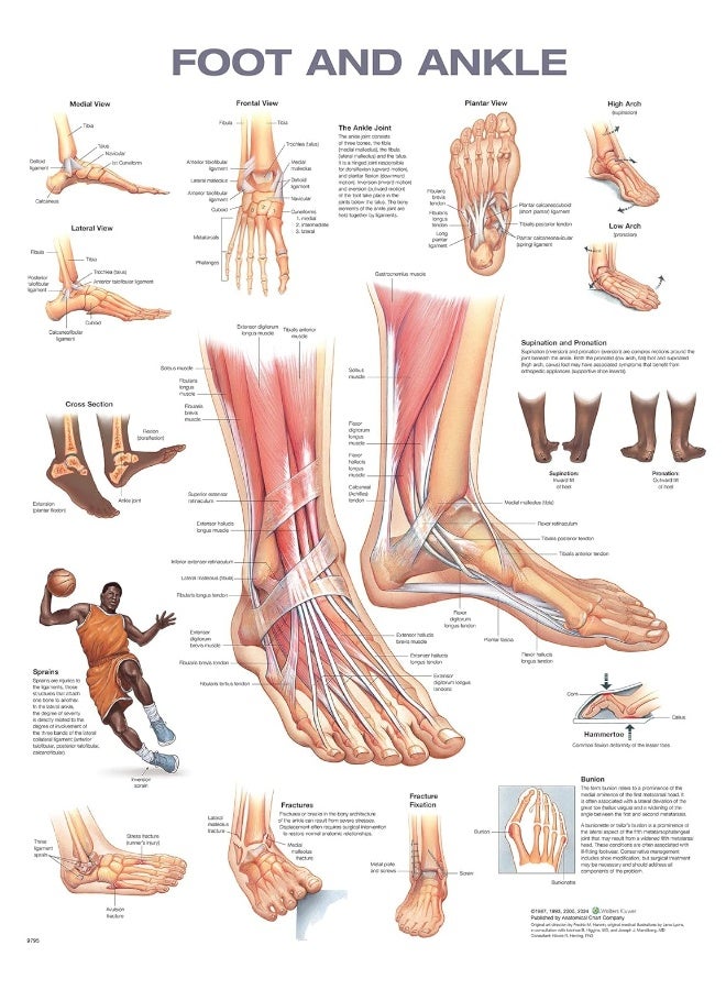 Foot and Ankle Anatomical Chart