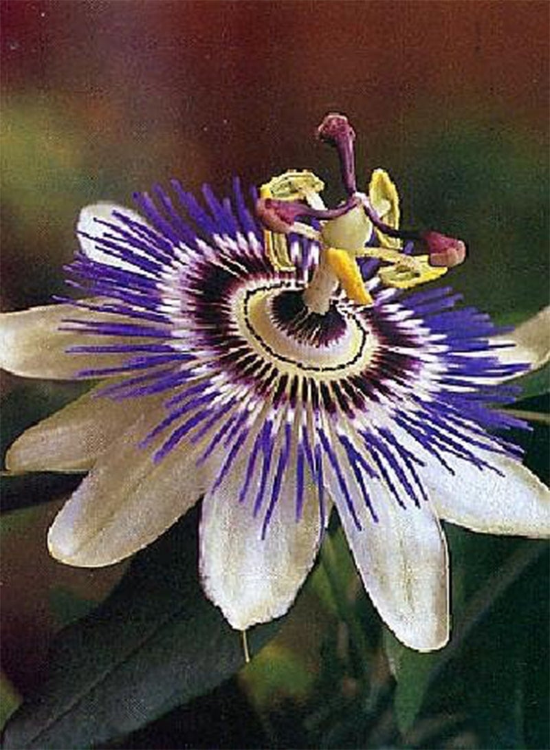 جي جوت بذور بذور زهرة العاطفة (Passiflora caerulea) 25 بذرة - Image 1