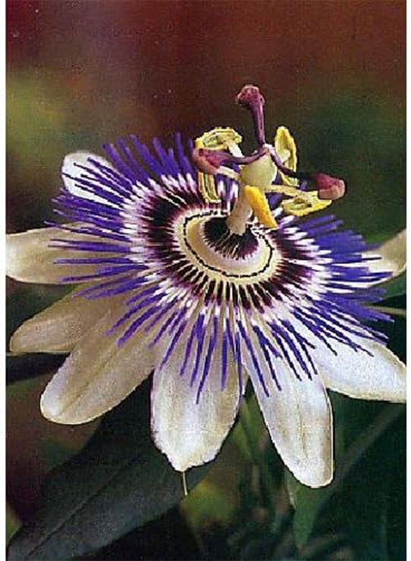 جي جوت بذور بذور زهرة العاطفة (Passiflora caerulea) 25 بذرة - Image 2
