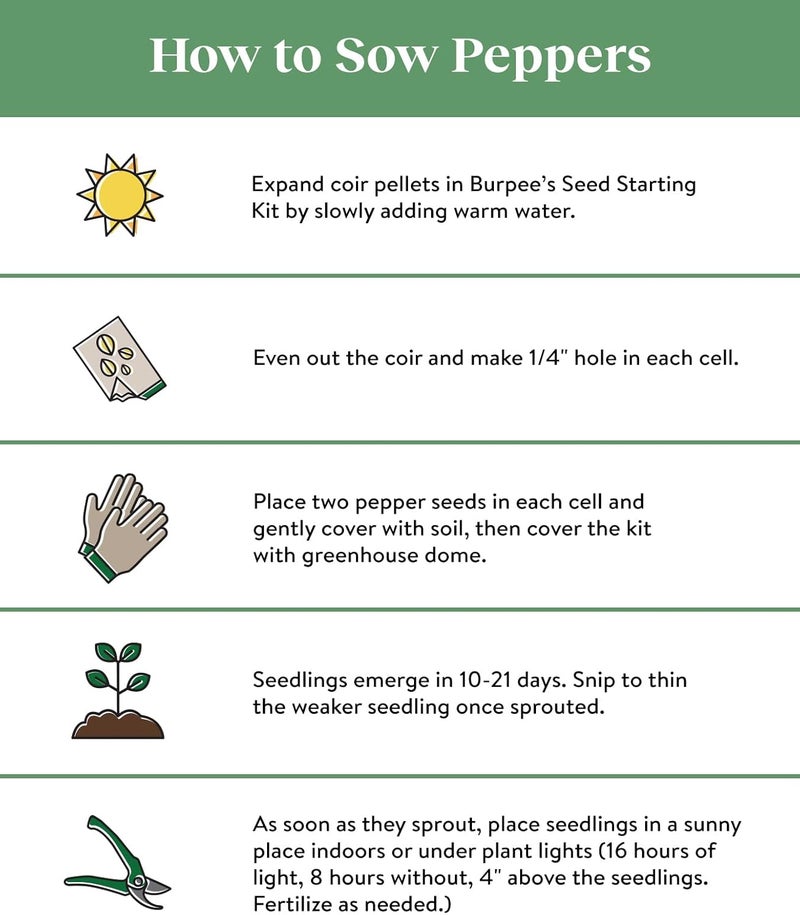 Burpee Great Stuff Sweet Pepper Seeds 40 seeds - Image 2