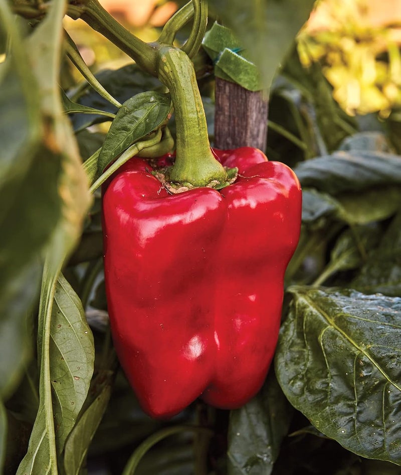 Burpee Great Stuff Sweet Pepper Seeds 40 seeds - Image 4