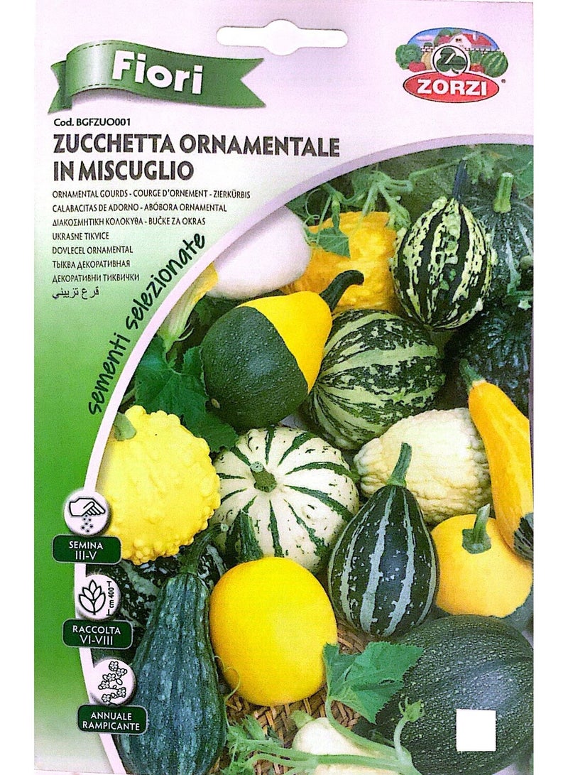 ZORZI Decorative Pumpkin Seeds