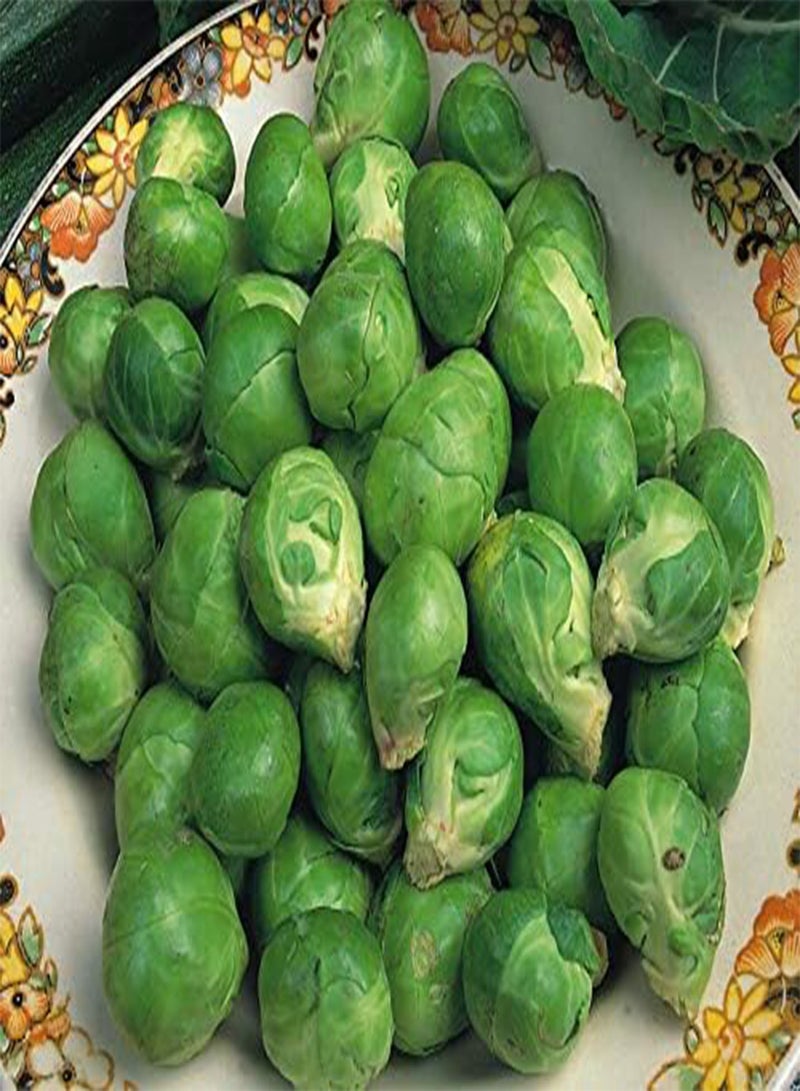 GGOOT Approx 280 seeds of Brussel Sprout Evesham Special
