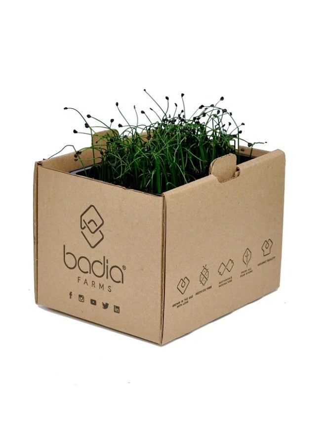 Chives, Garlicky & Crisp - 15g to 20g , UAE