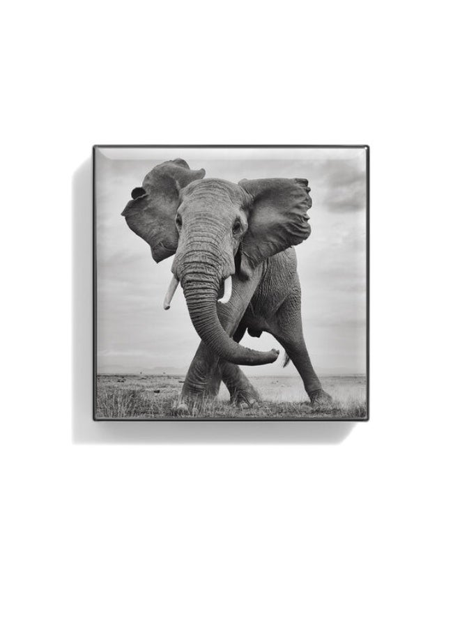 تشانتيكايل ظلال عيون شانتي كاي اللامعة بلون الفيل، 2.5 غرام - Image 1