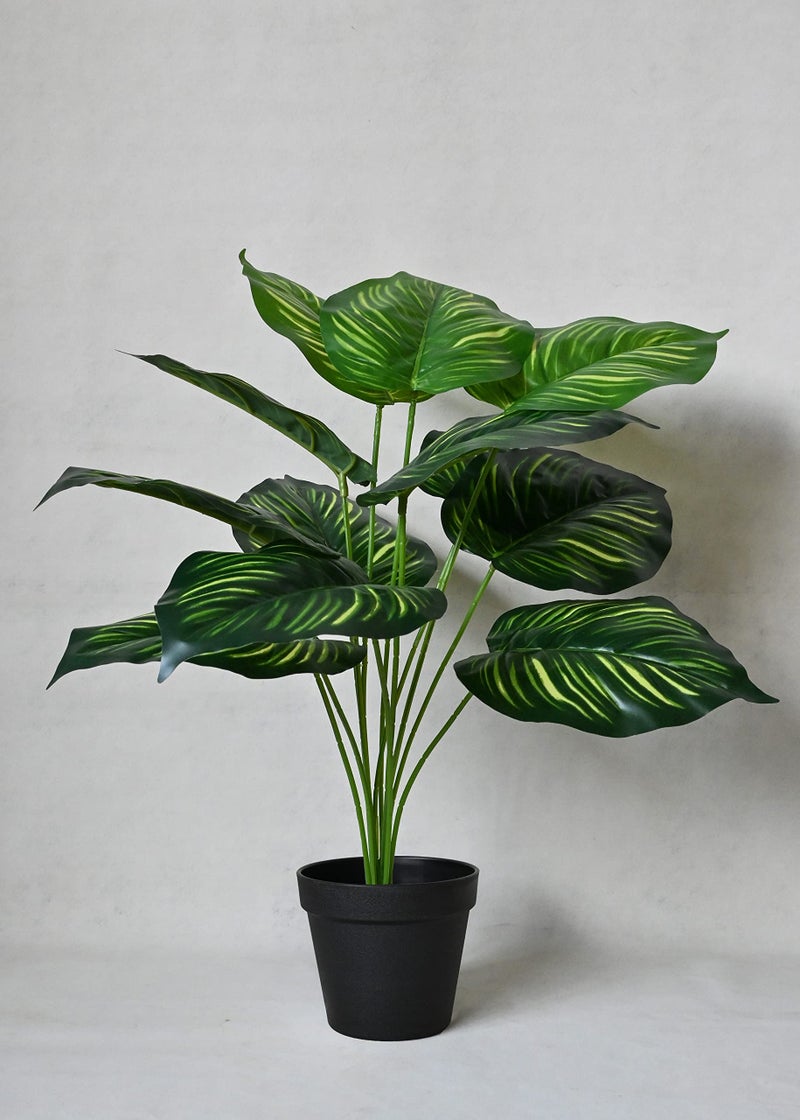 Blooming Floret Polyester Artificial Plant Calathea Orbifolia Plant For Home Decor/Office Decor/Gifting|65 Cm Short Ornamental Plant With Basic Black Pot|12 Leaves|Natural Looking Indoor Plant - Image 4