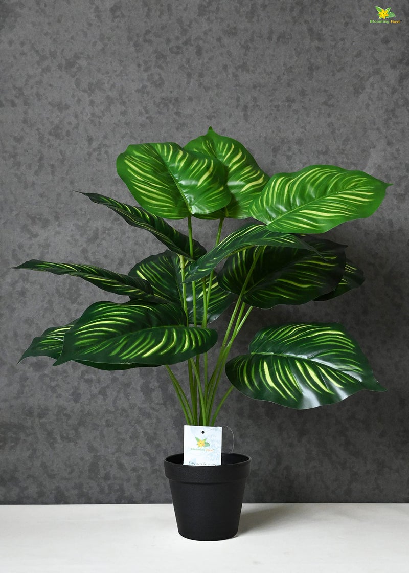 Blooming Floret Polyester Artificial Plant Calathea Orbifolia Plant For Home Decor/Office Decor/Gifting|65 Cm Short Ornamental Plant With Basic Black Pot|12 Leaves|Natural Looking Indoor Plant - Image 1