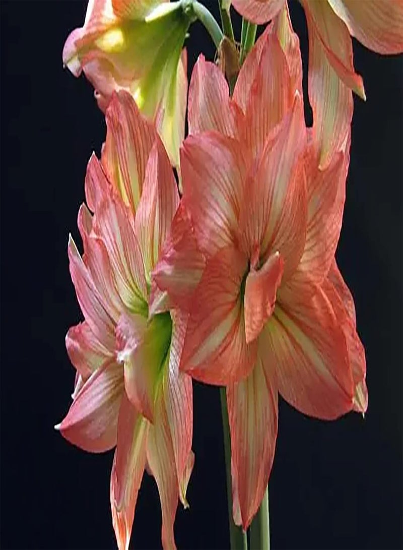 GGOOT 2 x rosafarbene Amaryllis Zwiebeln für drinnen und draußen blühend kultivieren Pflanzeninteresse schaffen schöne Umgebung besondere Vielfalt ländliche Landschaft die von Menschen geliebt Wird - Image 2