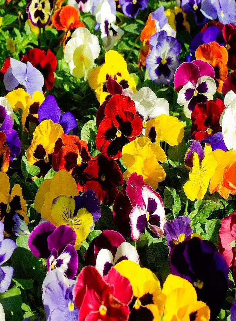 GGOOT Pansy Winter Flowering Forerunner Mix - Viola hiemalis Flower Seeds, Home Garden Planting by Heavy Torch, 200 Seeds - Image 2