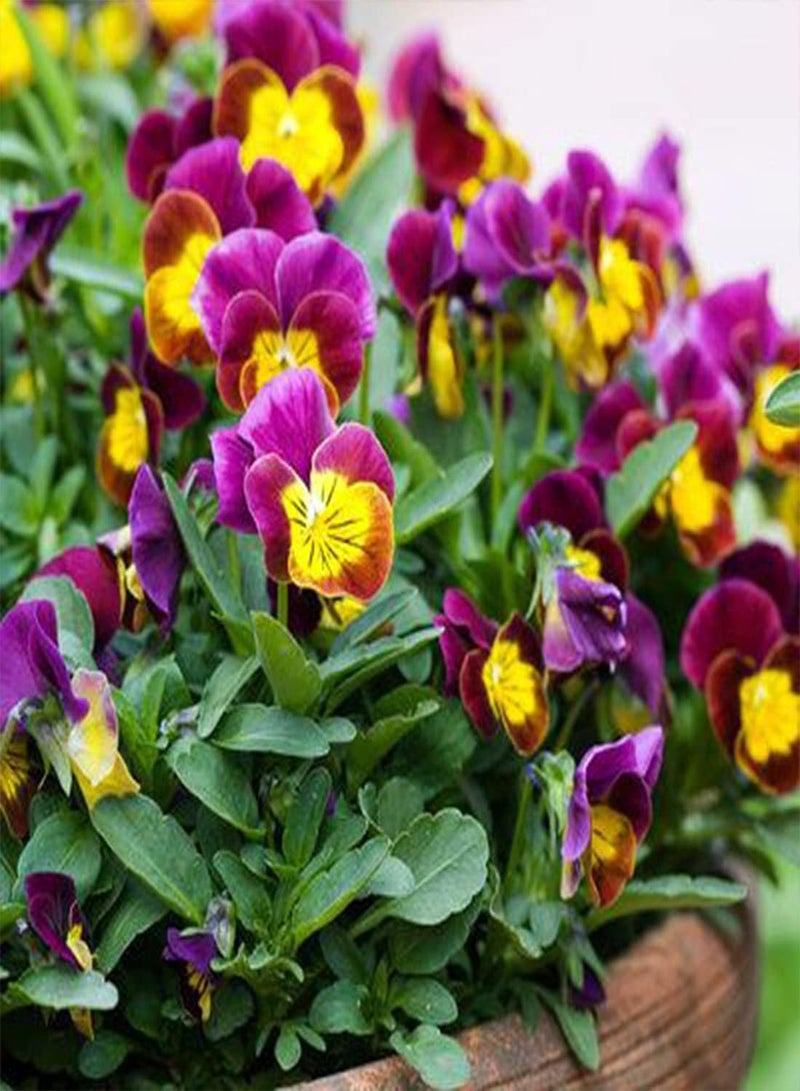 GGOOT Pansy Winter Flowering Forerunner Mix - Viola hiemalis Flower Seeds, Home Garden Planting by Heavy Torch, 200 Seeds - Image 3