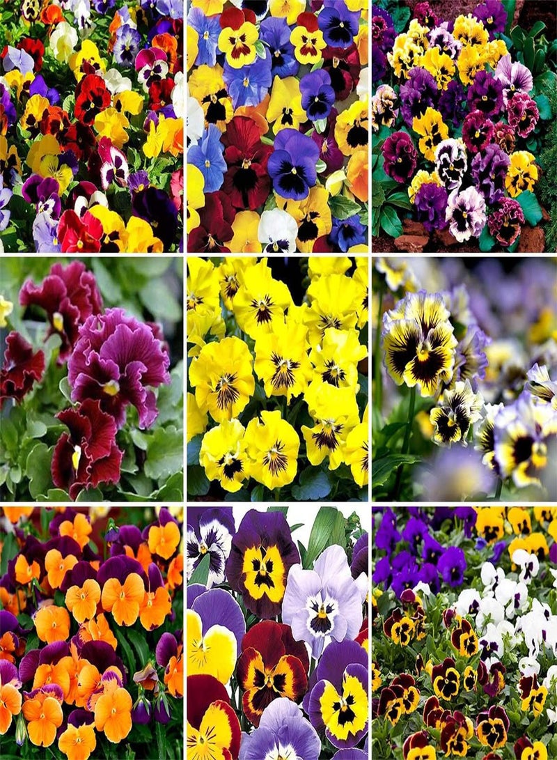 GGOOT Pansy Winter Flowering Forerunner Mix - Viola hiemalis Flower Seeds, Home Garden Planting by Heavy Torch, 200 Seeds - Image 1