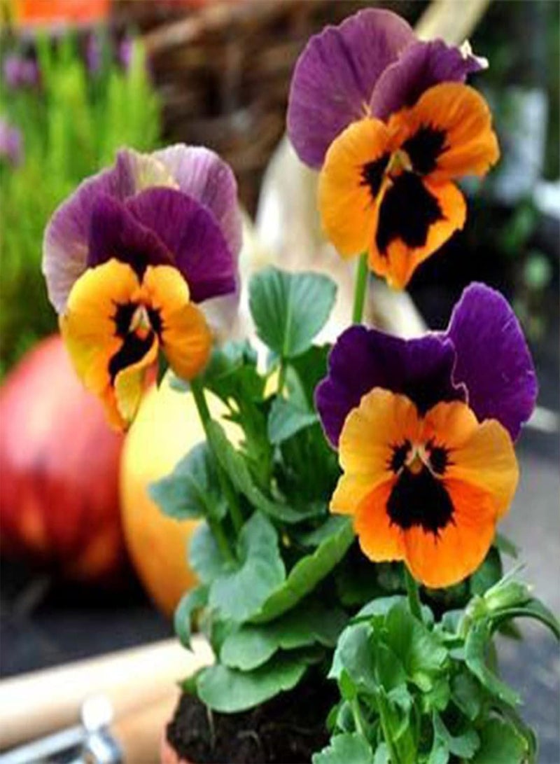 GGOOT Pansy Winter Flowering Forerunner Mix - Viola hiemalis Flower Seeds, Home Garden Planting by Heavy Torch, 200 Seeds - Image 5