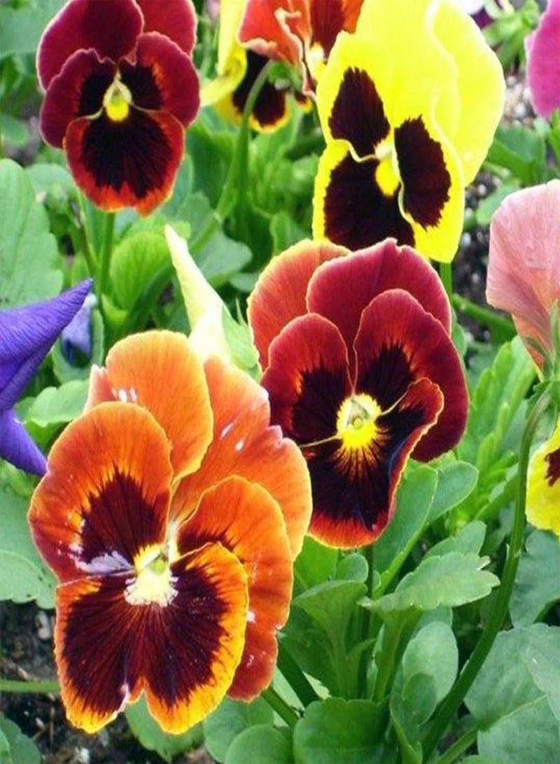 GGOOT Pansy Winter Flowering Forerunner Mix - Viola hiemalis Flower Seeds, Home Garden Planting by Heavy Torch, 200 Seeds - Image 4