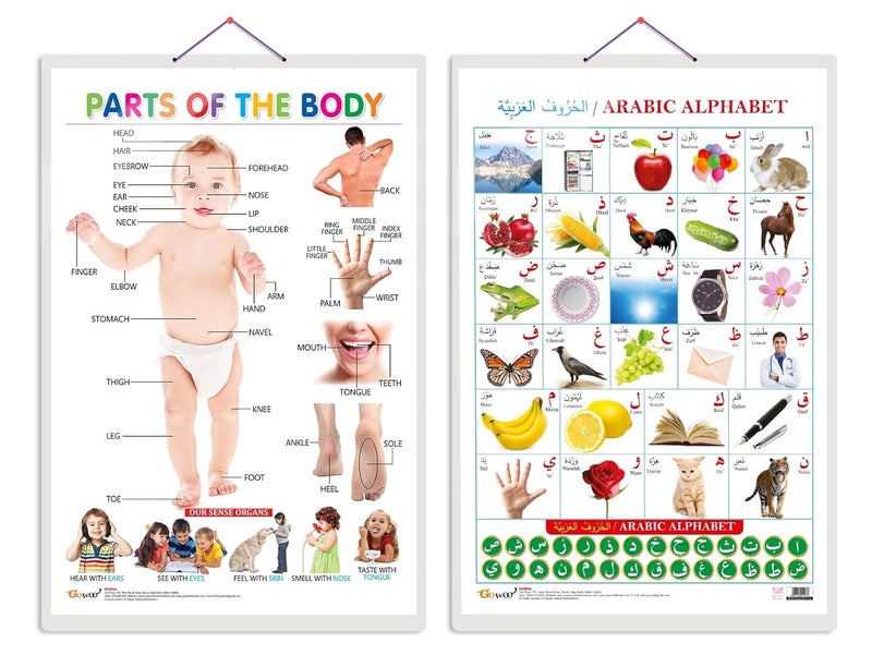 GoWoo Set of 2 Parts of the Body and Arabic Alphabet (Arabic) Early Learning Educational Charts for Kids | 20"X30" inch |Non-Tearable and Waterproof | Double Sided Laminated | Perfect for Homeschooling, Kindergarten and Nursery Students - Image 1