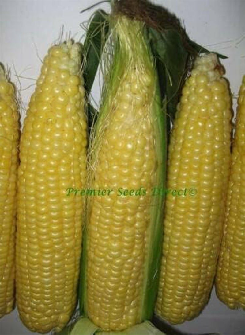 GGOOT Vegetable -Sweetcorn Early Extra Sweet Northen F1-10 Premium Quality Seeds -1st