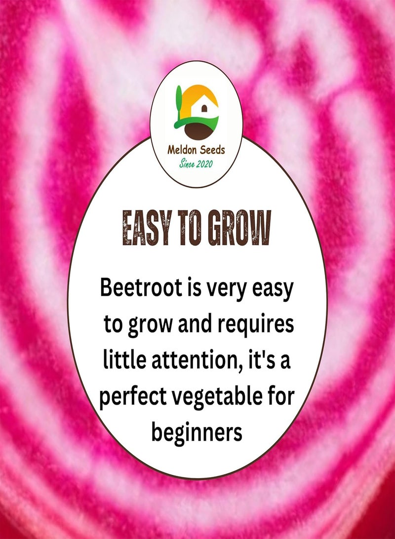 GGOOT Beetroot Chioggia Seeds – 20 Fresh Red and White Ringed Beetroot Seeds – Suitable Indoor and Outdoor Planting in Beds, Pots or Soil in Allotment, Balcony or Garden – Packed in UK b - Image 4